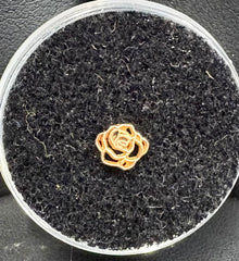 Maya Rose Gold Rosette